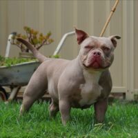 Spartan Bullies PANDORA