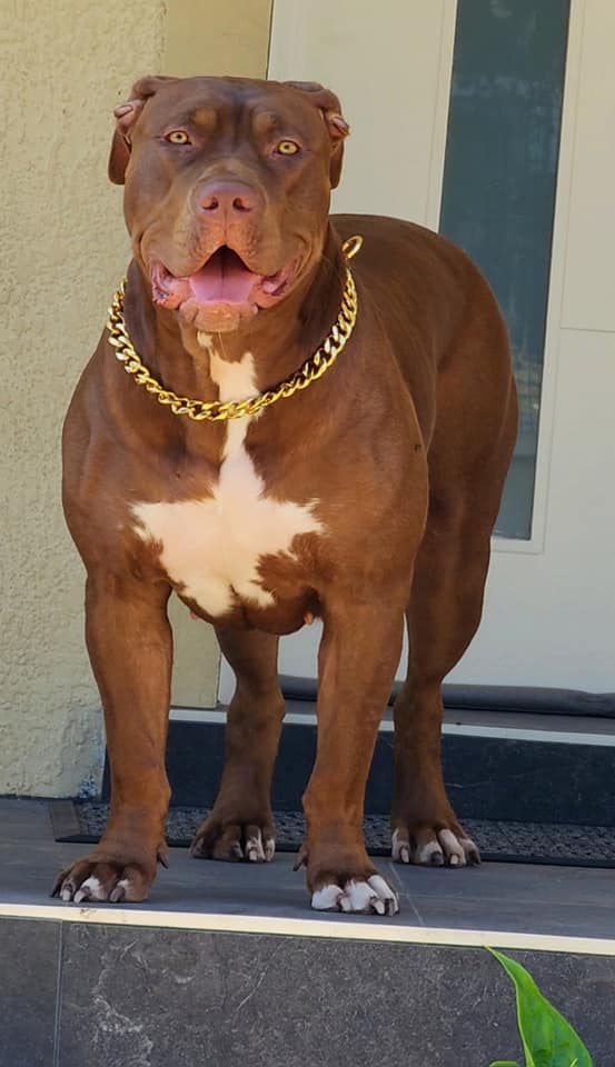 Dog Featured Image