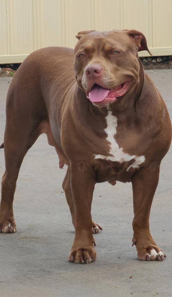 Dog Featured Image