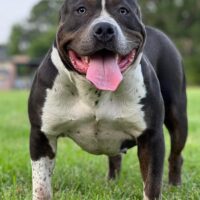 Xklusive kennels Bella