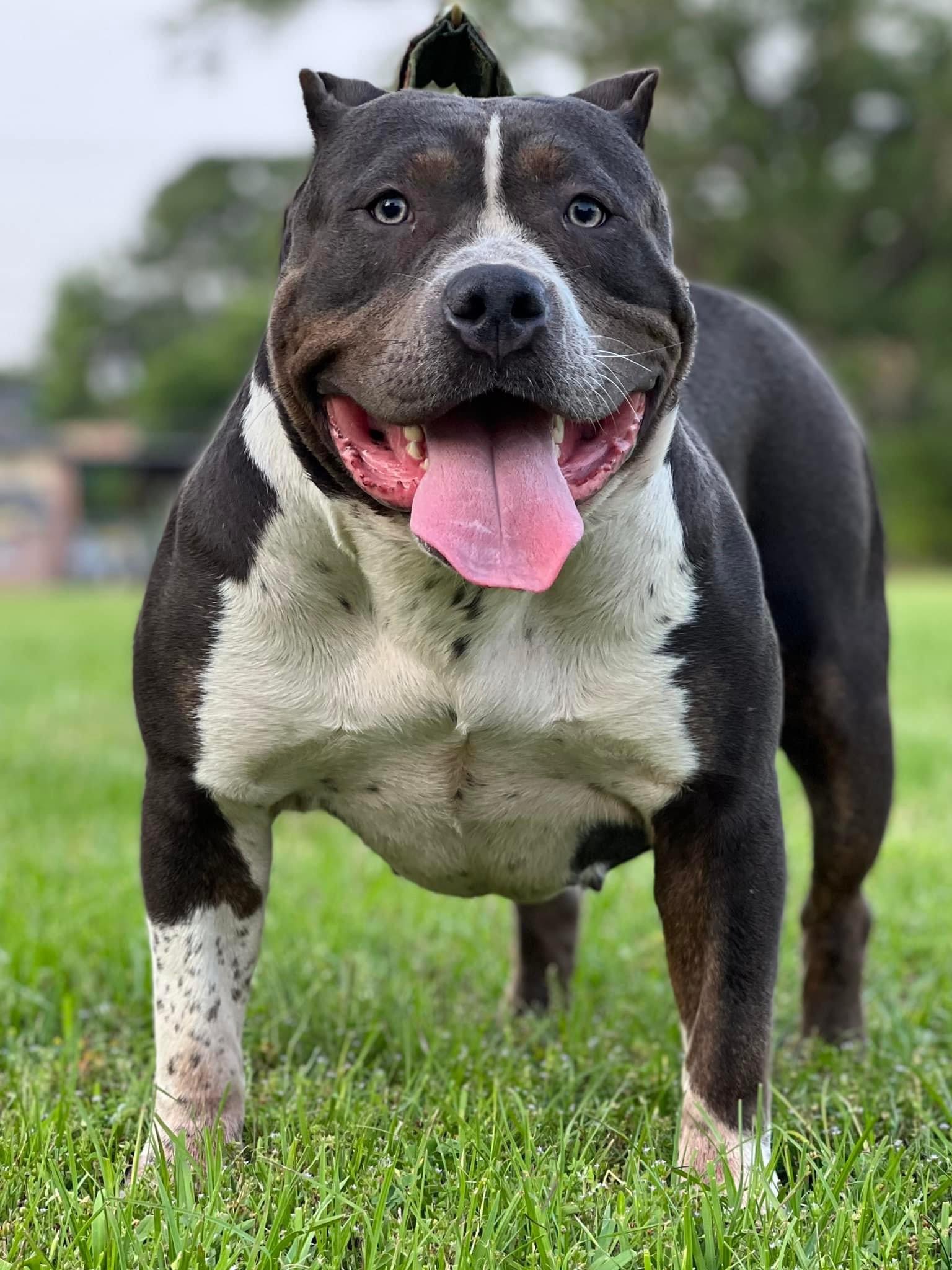 Dog Featured Image