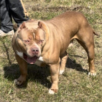 Bossy’s Lyla Of Buttaflii Bullies