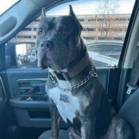 Ace the Goon