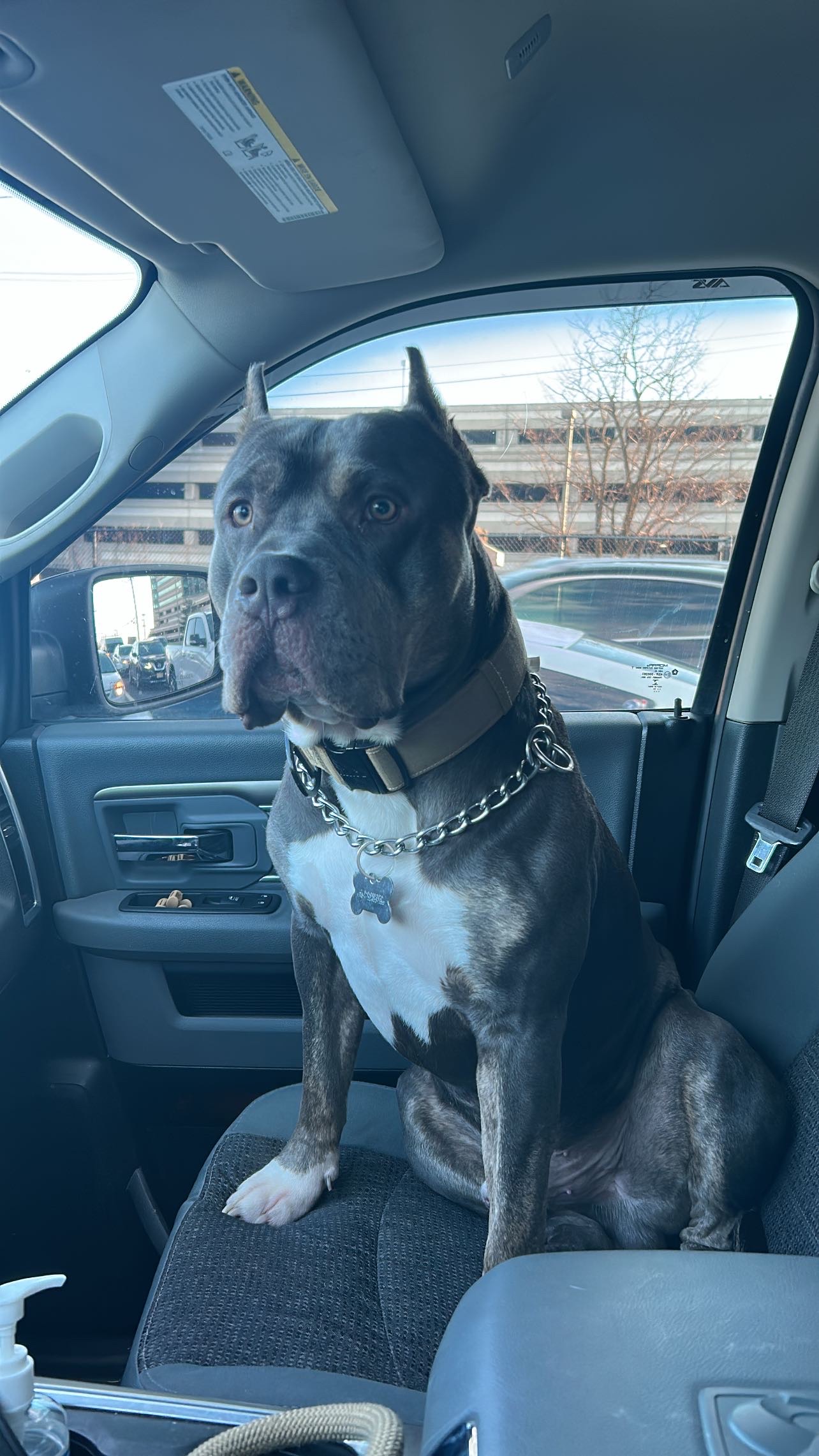 Dog Featured Image