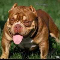 PR’ ANTRAX KENNELS CONCEITED