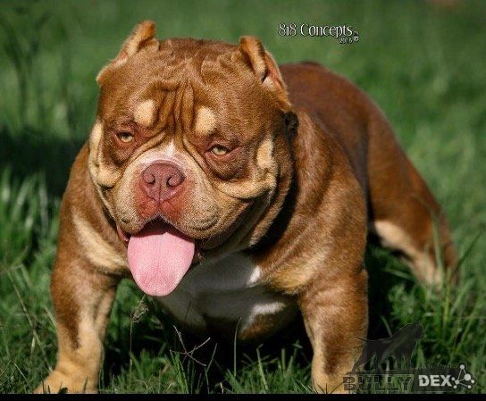 Dog Featured Image