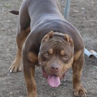 Buttaflii Bullies Tiny 2