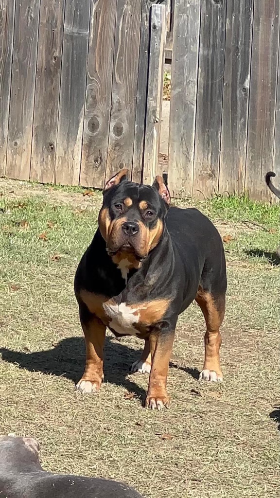 Dog Featured Image