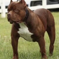 Buttaflii Bullies Moose