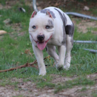 MakeAWayKennels Choppo