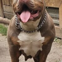 New Image Bullies Storm of Ramsay Family Bullies
