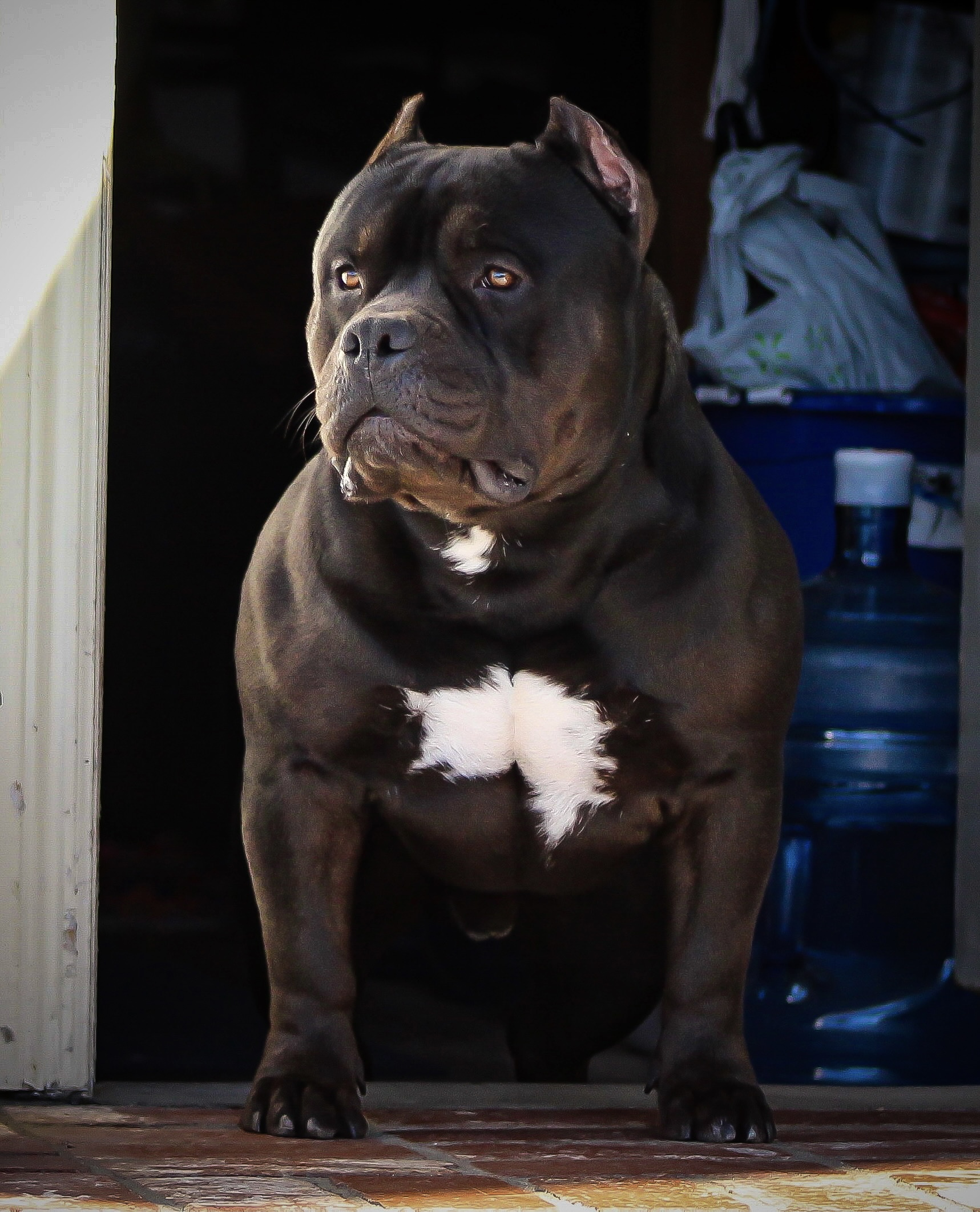 Dog Featured Image