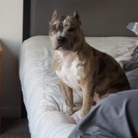 ALWAYS OFFICIAL BULLIE’S SIGRID
