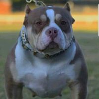 AR Bullys MS ELITE