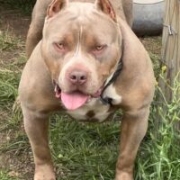 Buttaflii Bullies Ocean Blue