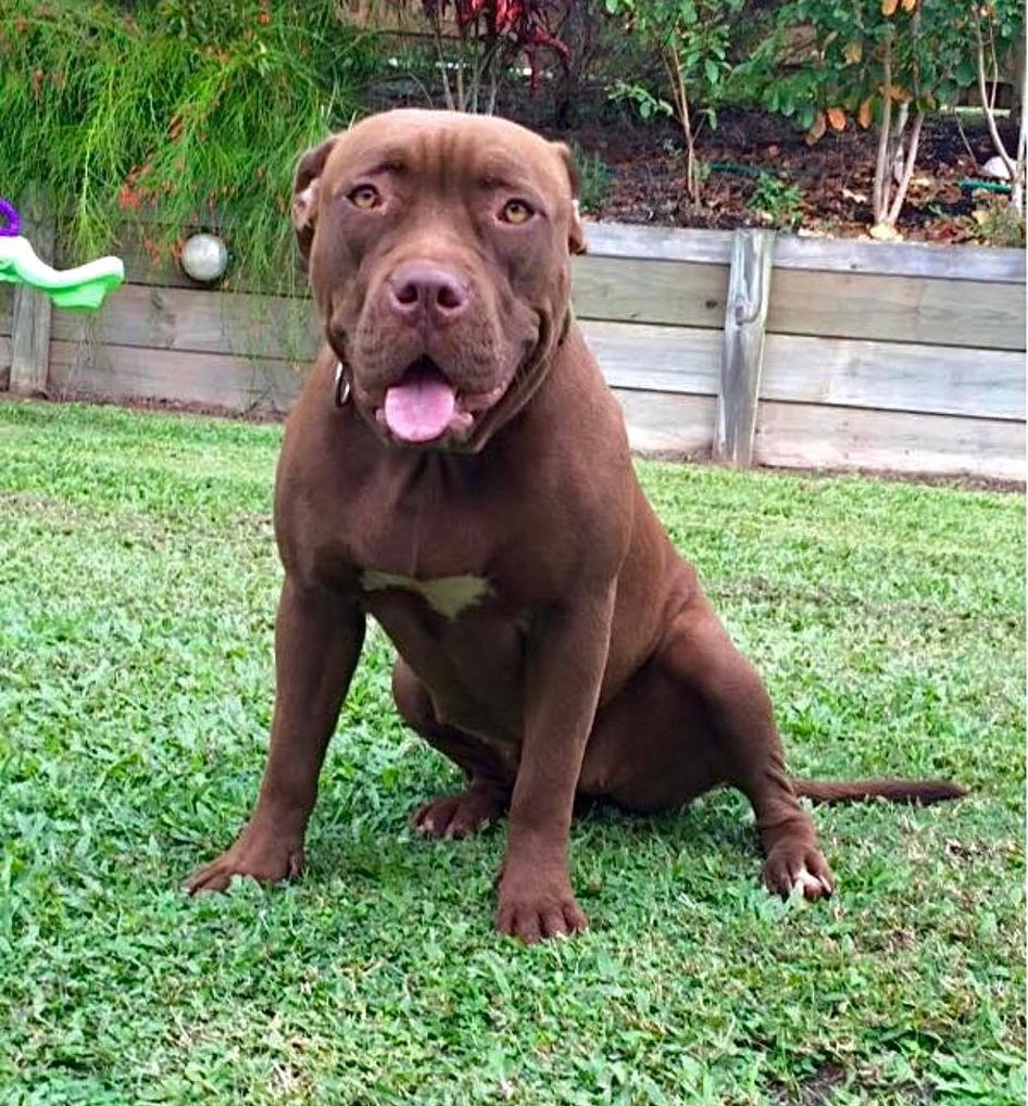 Dog Featured Image
