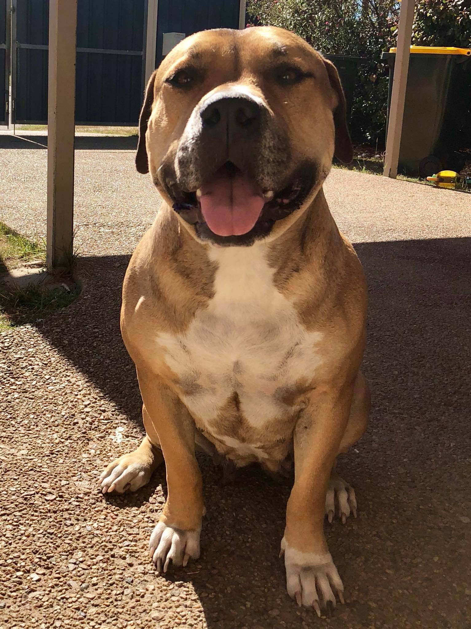 Dog Featured Image