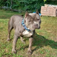 Tree’sHollow ‘s Lightning Strikes Twice “Azula” bred by DeltaRidge
