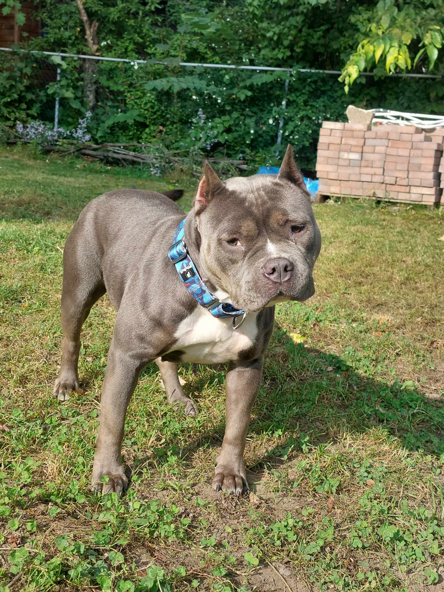 Dog Featured Image
