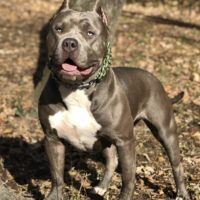 Bossy’s Vega (formerly Platinum Diamond)