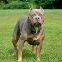 HS Elite Bullys Breck
