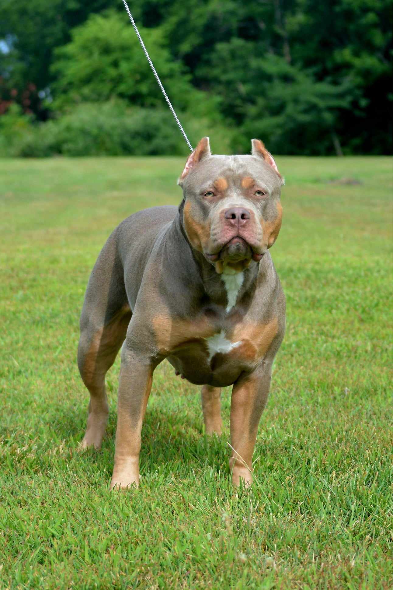 Dog Featured Image