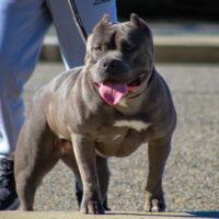 PLK’s Honey Smack aka Mugi
