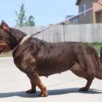CB Taraji Of Buttaflii Bullies