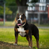 Big Bully Bros Ghost