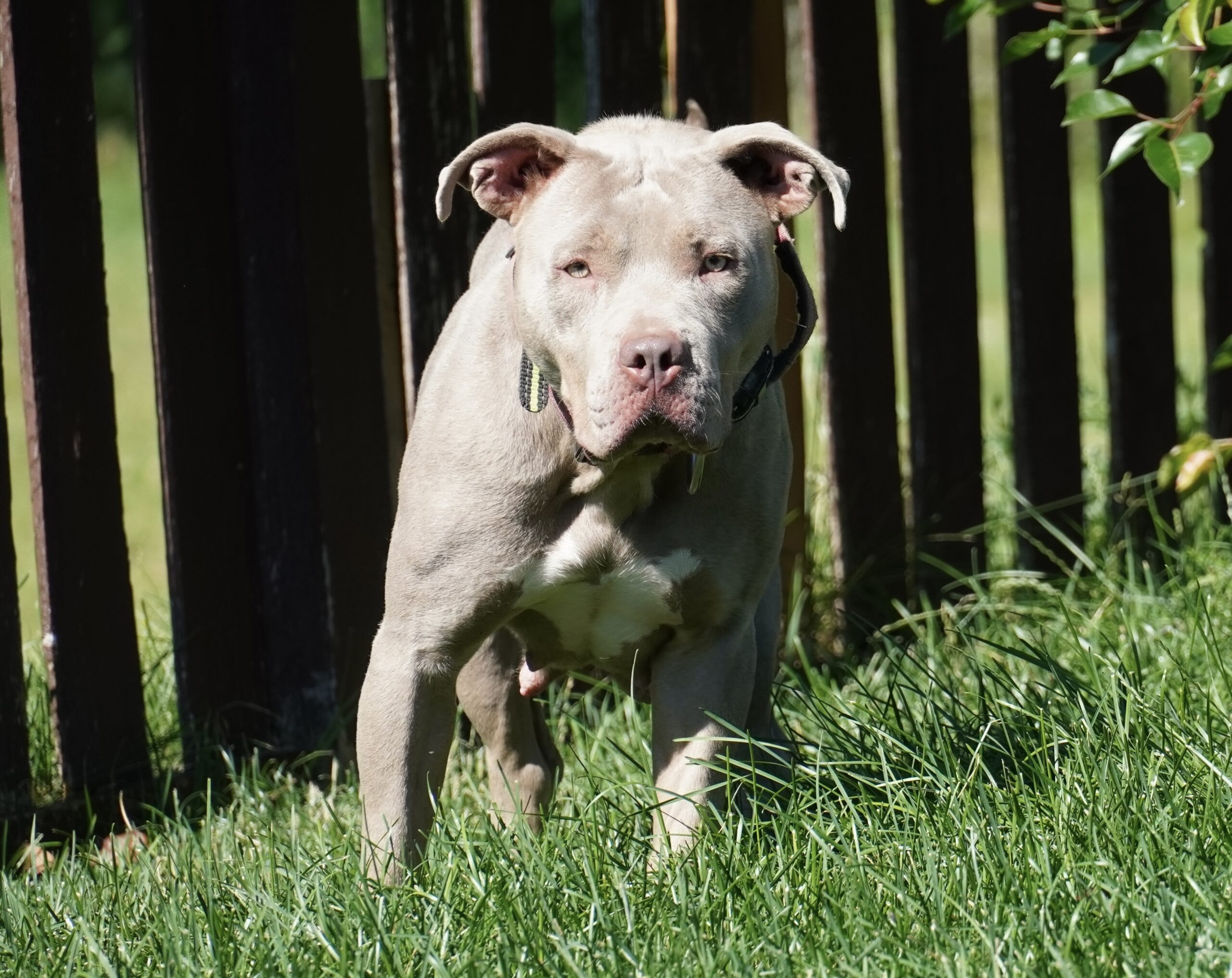 Dog Featured Image