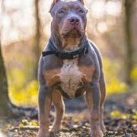 BullyBarn’s Mylie