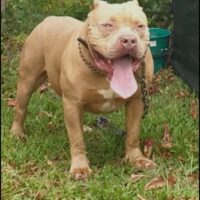 Elite Bullies BUSTA