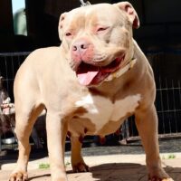 Elite Bullies PRADA