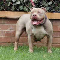 Elite Bullies Princess DIAMOND