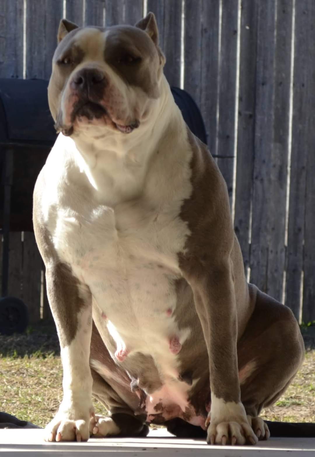 Dog Featured Image