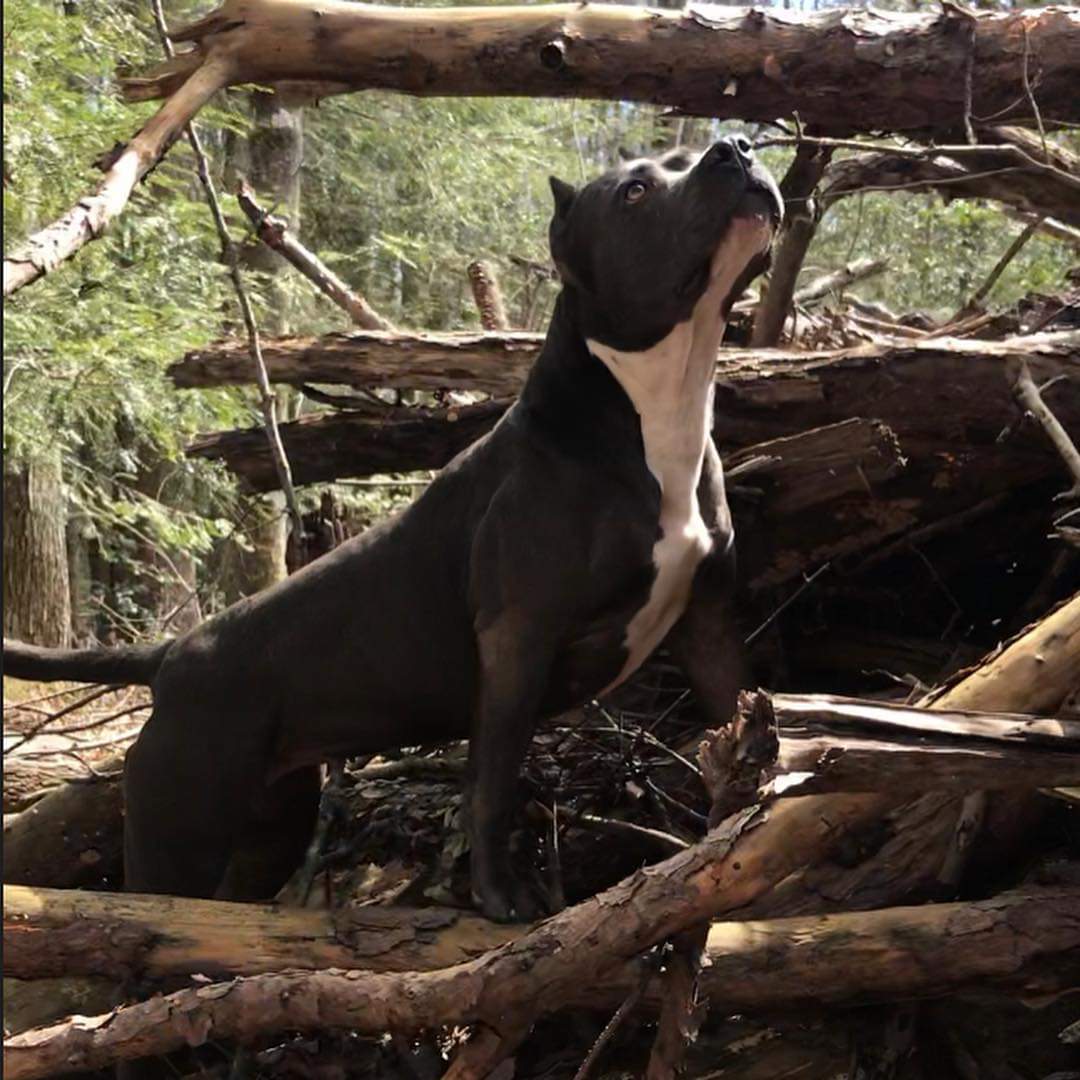 Dog Featured Image