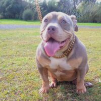 FiveStarBullies FIFI
