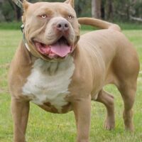 HCF KING KRONOS