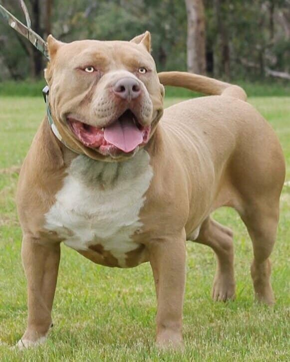 Dog Featured Image
