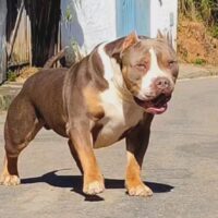 BOSSY’S KORAK