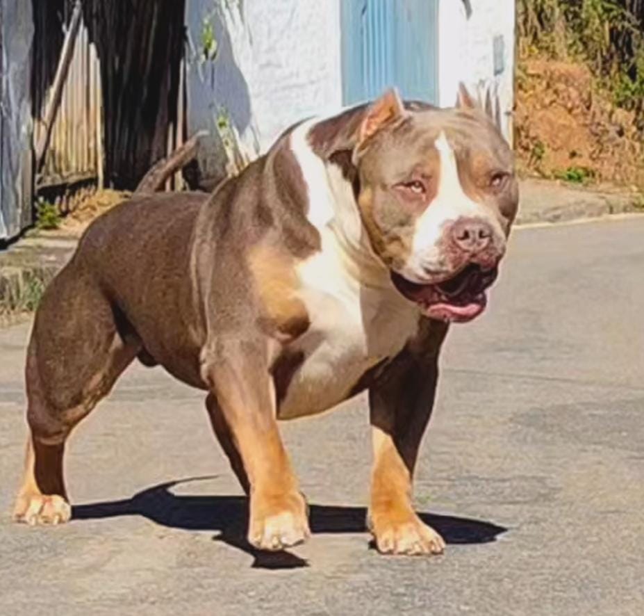 Dog Featured Image