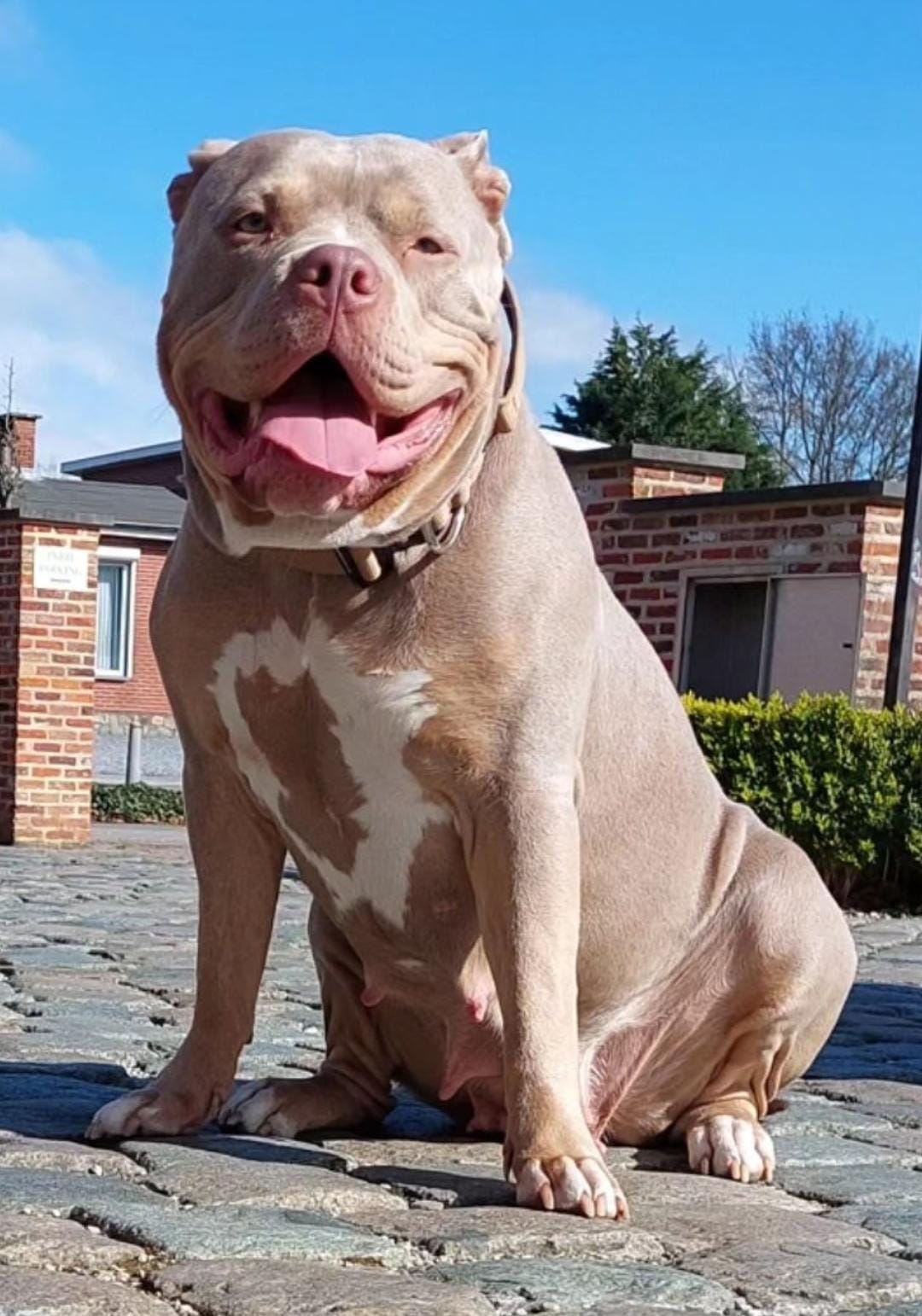 Dog Featured Image