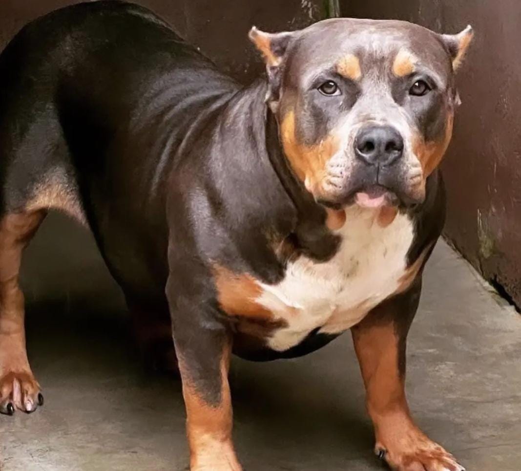 Dog Featured Image