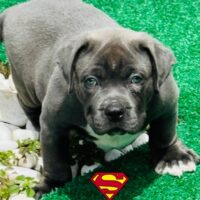 Supremacy SUPER MAN