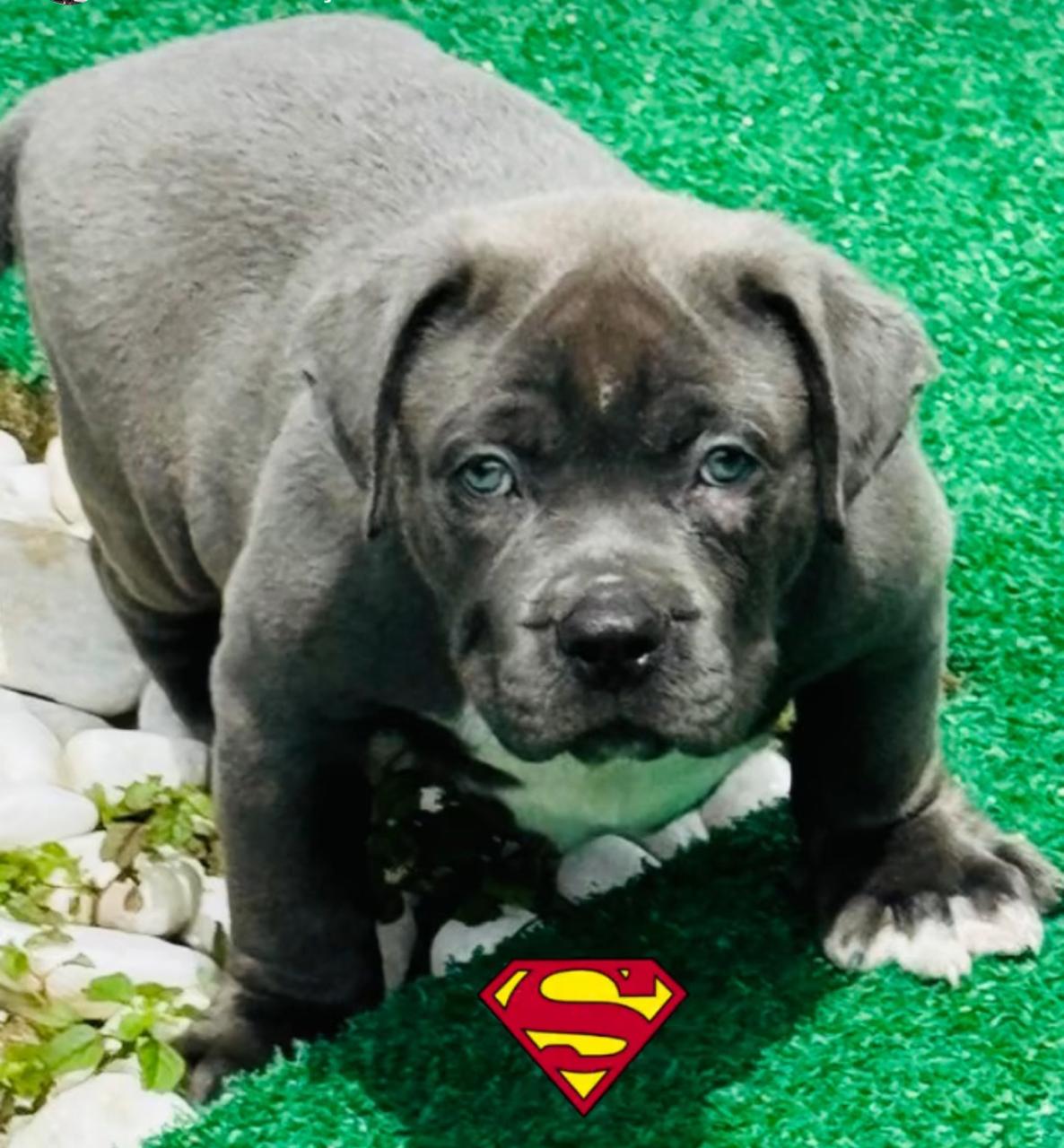 Dog Featured Image