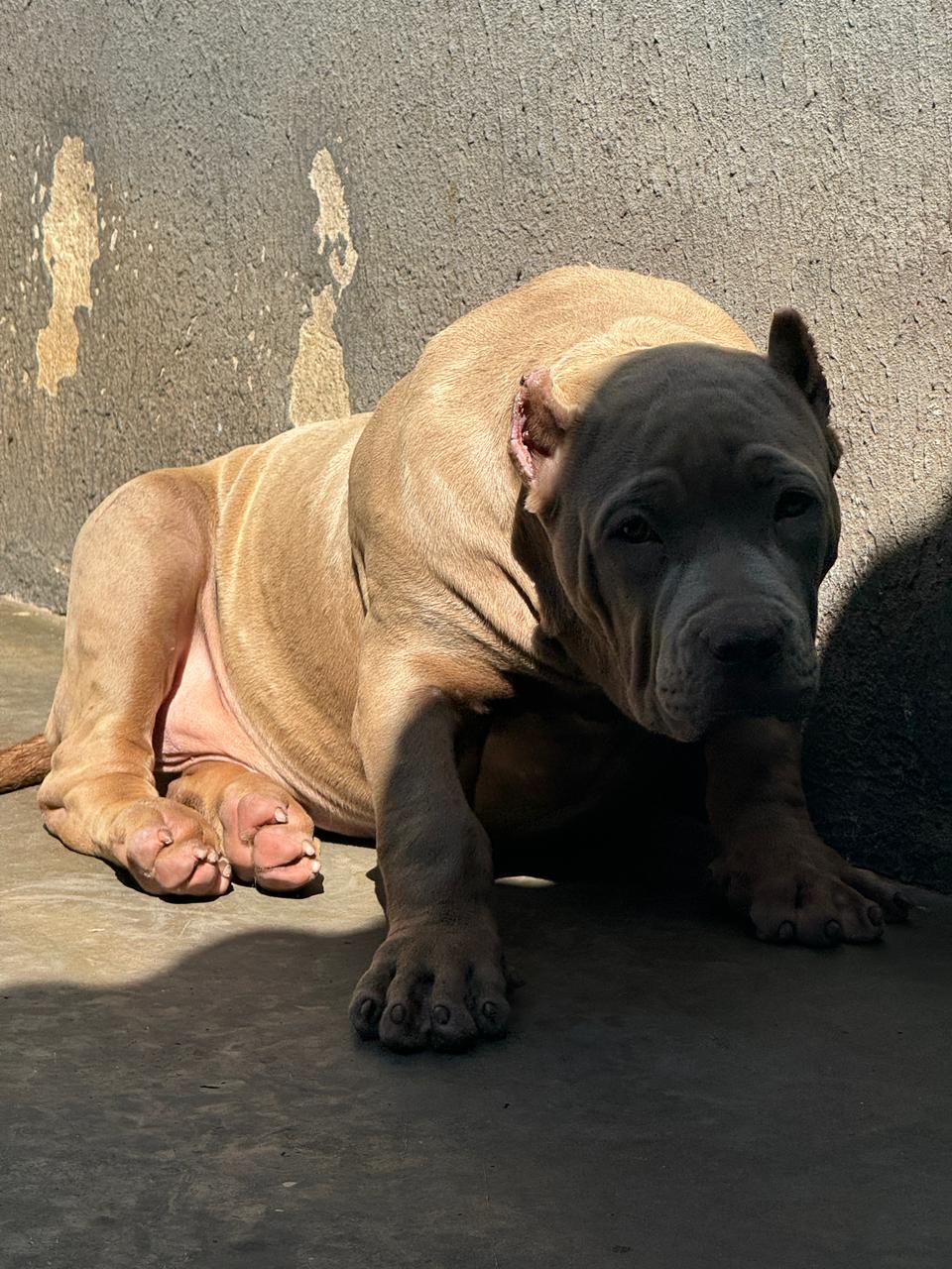 Dog Featured Image