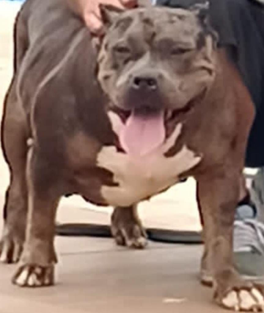 Dog Featured Image