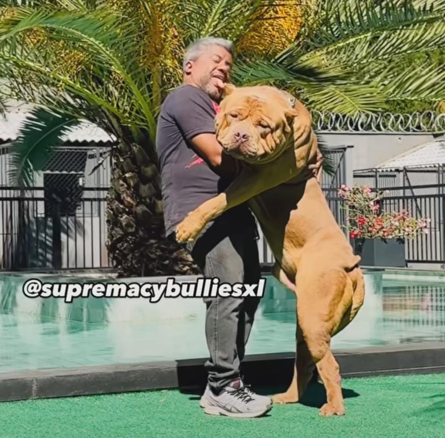 Dog Featured Image