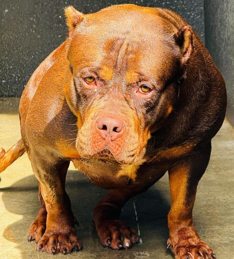 Dog Featured Image