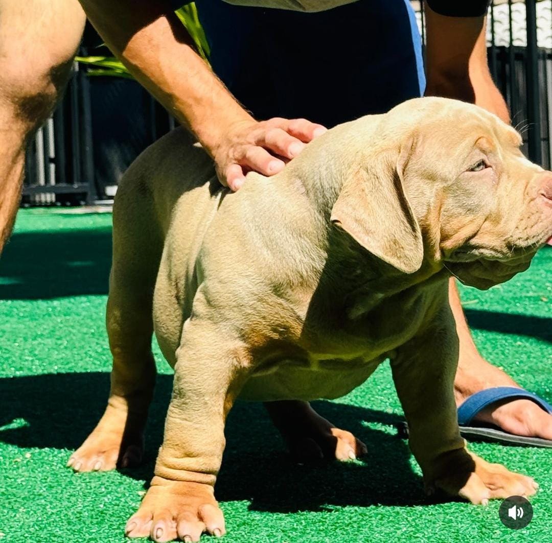Dog Featured Image